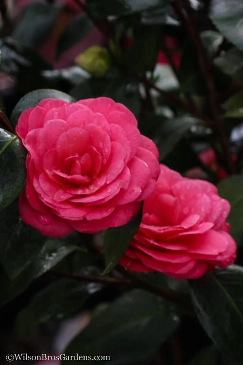 April Dawn Cold Hardy Camellia Japonica - 5 Gallon Pot 6 April Dawn Cold Hardy Camellia Japonica - 5 Gallon Pot - Image 6