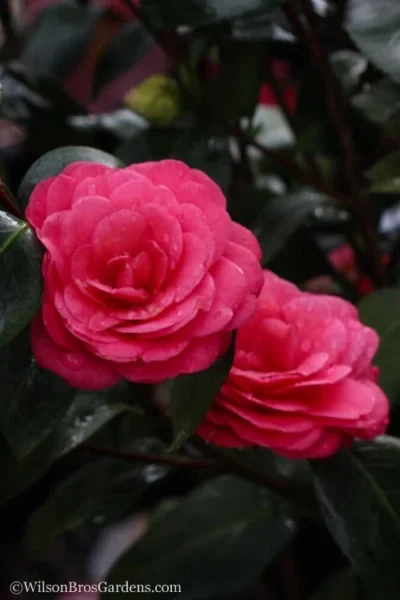 April Dawn Cold Hardy Camellia Japonica - 3 Gallon Pot 12 April Dawn Cold Hardy Camellia Japonica - 3 Gallon Pot -Chaste Tree World Camellia April Dawn 20 4
