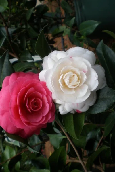 April Dawn Cold Hardy Camellia Japonica - 5 Gallon Pot 10 April Dawn Cold Hardy Camellia Japonica - 5 Gallon Pot -Chaste Tree World Camellia April Dawn 21 1