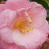 April Remembered Cold Hardy Pink Camellia Japonica - 7 Gallon Pot