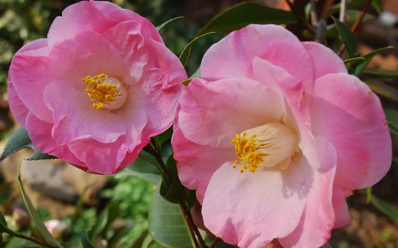 April Remembered Cold Hardy Pink Camellia Japonica - 3 Gallon Pot 4 April Remembered Cold Hardy Pink Camellia Japonica - 3 Gallon Pot - Image 4
