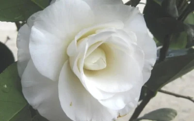 April Snow Camellia Japonica - 3 Gallon Pot -Chaste Tree World Camellia April Snow 1 1