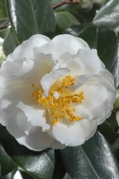 April Snow Camellia Japonica - 1 Gallon Pot -Chaste Tree World Camellia April Snow 13