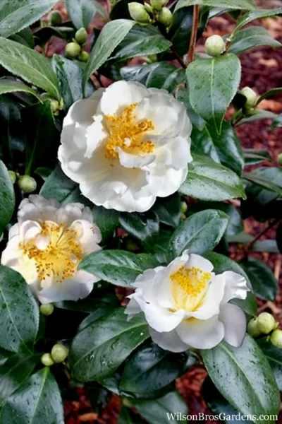 April Snow Camellia Japonica - 3 Gallon Pot -Chaste Tree World Camellia April Snow 14 1