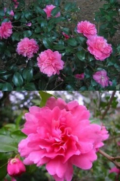 Autumn Spirit Camellia - Hybrid - 3 Gallon Pot -Chaste Tree World Camellia April Spirit 3 1