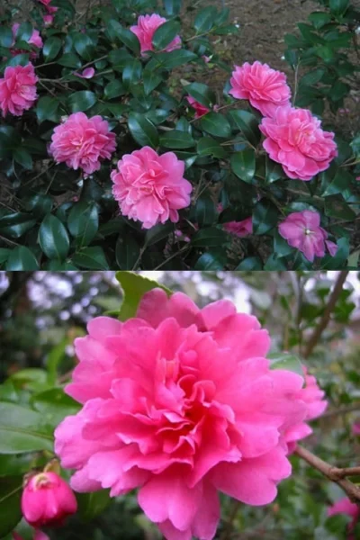 Autumn Spirit Camellia - Hybrid - 3 Gallon Pot 9 Autumn Spirit Camellia - Hybrid - 3 Gallon Pot -Chaste Tree World Camellia April Spirit 3 1