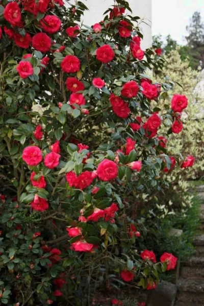 April Tryst Camellia Japonica - 7 Gallon Pot (3-4') -Chaste Tree World Camellia April Tryst 2