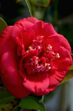 April Tryst Camellia Japonica - 7 Gallon Pot (4-5')