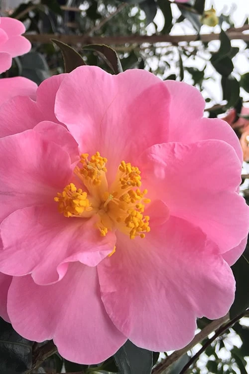 Arctic Dawn Cold Hardy Pink Camellia Hybrid - 1 Gallon Pot 4 Arctic Dawn Cold Hardy Pink Camellia Hybrid - 1 Gallon Pot - Image 4