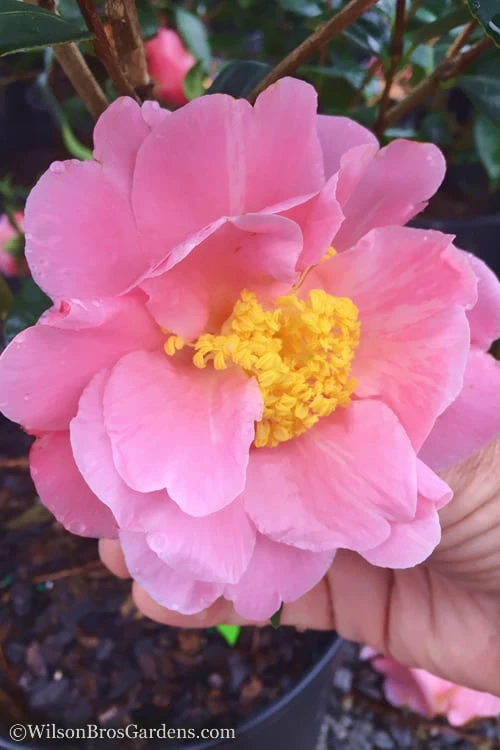 Arctic Dawn Cold Hardy Pink Camellia Hybrid - 1 Gallon Pot 1 Arctic Dawn Cold Hardy Pink Camellia Hybrid - 1 Gallon Pot