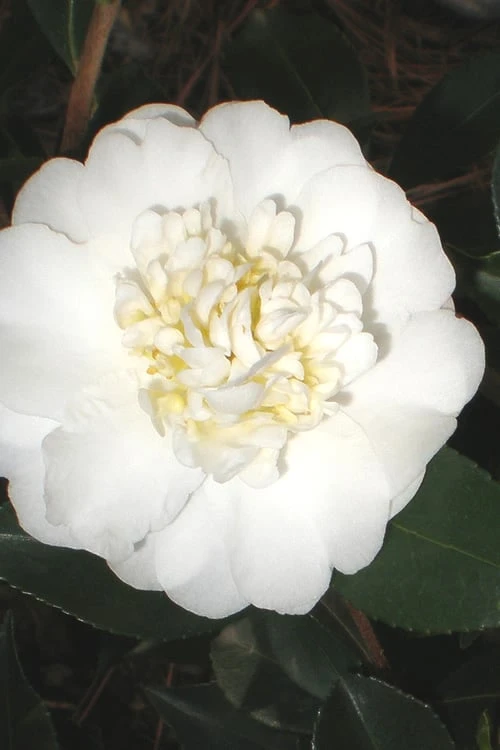 Autumn Rocket Camellia Sasanqua - 3 Gallon Pot 1 Autumn Rocket Camellia Sasanqua - 3 Gallon Pot