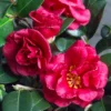 Bella Rouge Camellia Sasanqua - 1 Gallon Pot