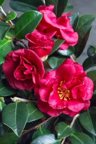 Bella Rouge Camellia Sasanqua - 1 Gallon Pot