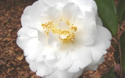 Bessie Battle Camellia Japonica - 3 Gallon Pot 7 Bessie Battle Camellia Japonica - 3 Gallon Pot -Chaste Tree World Camellia Bessie Battle 1