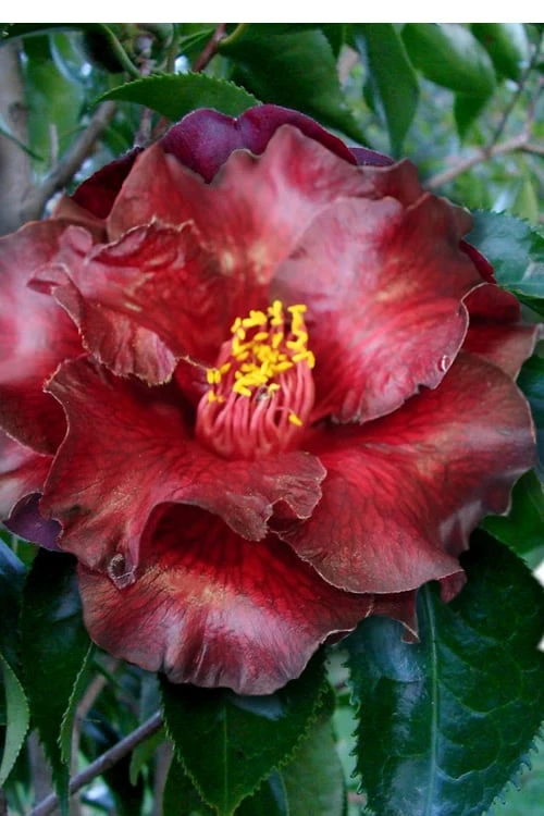 Black Magic Camellia Japonica - 5 Gallon Pot 1 Black Magic Camellia Japonica - 5 Gallon Pot