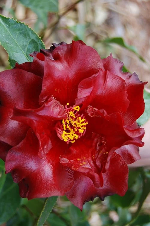Black Magic Camellia Japonica - 5 Gallon Pot 4 Black Magic Camellia Japonica - 5 Gallon Pot - Image 4