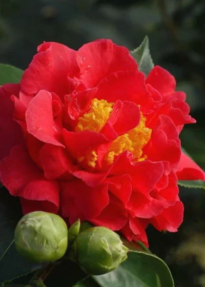 Blood Of China Fragrant Red Camellia Japonica - 7 Gallon Pot