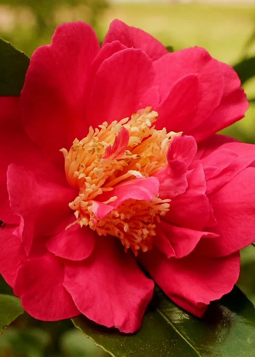 Blood Of China Fragrant Red Camellia Japonica - 7 Gallon Pot 4 Blood Of China Fragrant Red Camellia Japonica - 7 Gallon Pot - Image 4