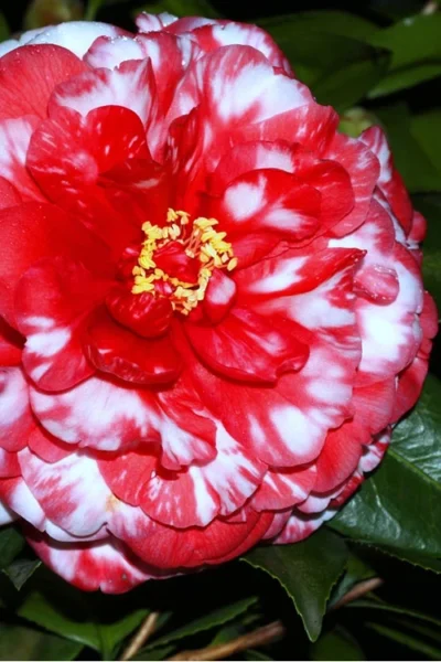 Bobbie Fain Red & White Variegated Camellia Japonica - 1 Gallon Pot
