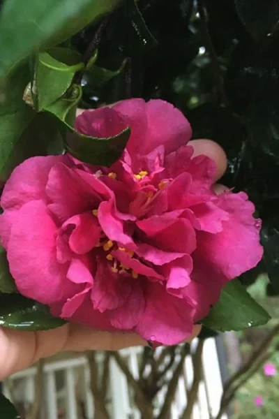 Bonanza Purple Camellia Sasanqua - 3 Gallon Pot -Chaste Tree World Camellia Bonanza Purple 9