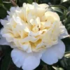 Brushfield Yellow Camellia Japonica - 6 Pack Of 1 Gallon Pots