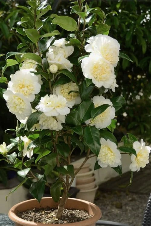 Brushfield Yellow Camellia Japonica - 1 Gallon Pot 5 Brushfield Yellow Camellia Japonica - 1 Gallon Pot - Image 5