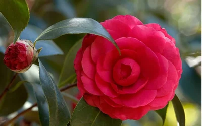 C. M. Hovey Camellia Japonica - 3 Gallon Pot -Chaste Tree World Camellia C M Hovey 1