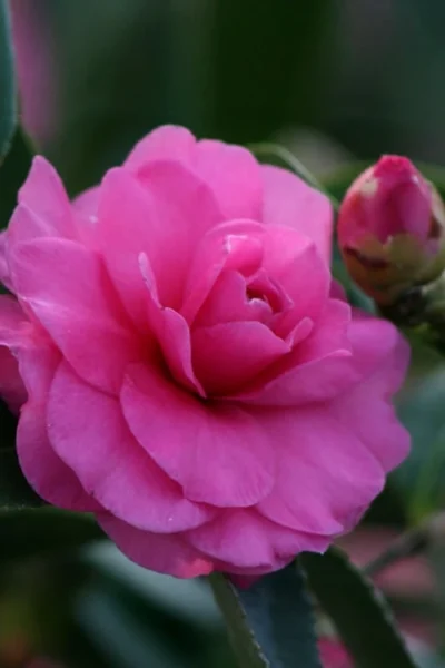 Chansonette Dwarf Weeping Camellia Sasanqua - 3 Gallon Pot 10 Chansonette Dwarf Weeping Camellia Sasanqua - 3 Gallon Pot -Chaste Tree World Camellia Chansonette 2