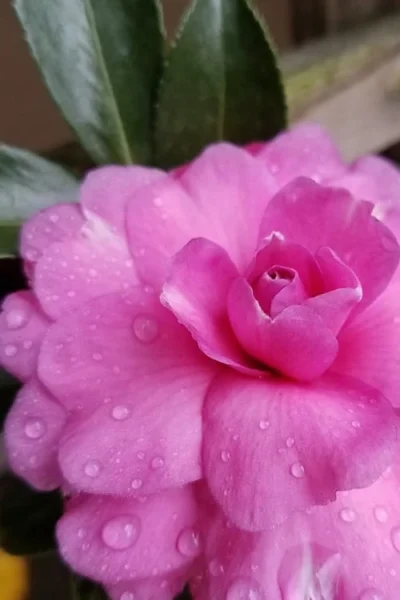 Chansonette Dwarf Weeping Camellia Sasanqua - 3 Gallon Pot 11 Chansonette Dwarf Weeping Camellia Sasanqua - 3 Gallon Pot -Chaste Tree World Camellia Chansonette 4