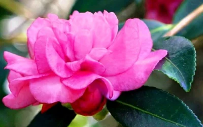 Chansonette Dwarf Weeping Camellia Sasanqua - 1 Gallon Pot -Chaste Tree World Camellia Chansonette 5 1