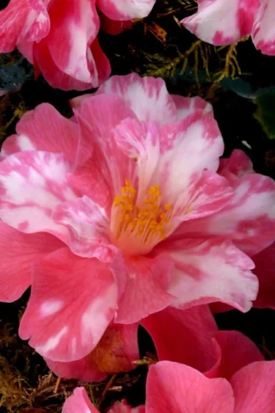Coral Delight Camellia Hybrid - 3 Gallon Pot 9 Coral Delight Camellia Hybrid - 3 Gallon Pot -Chaste Tree World Camellia Coral Delight 15