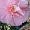 Cotton Candy Camellia Sasanqua - 6 Pack Of 1 Gallon Pots