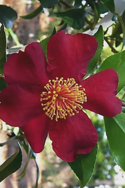October Magic Crimson 'N Clover Camellia - 3 Gallon Pot -Chaste Tree World Camellia Crimson N Clover 1