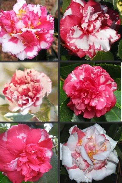 Sacred Dance Camellia Japonica 'Daikagura' - 3 Gallon Pot -Chaste Tree World Camellia Daikagura Colors 500x750 1