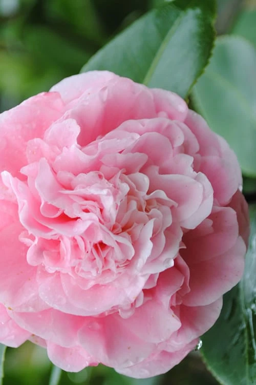 Debutante Pink Camellia Japonica - 3 Gallon Pot 1 Debutante Pink Camellia Japonica - 3 Gallon Pot