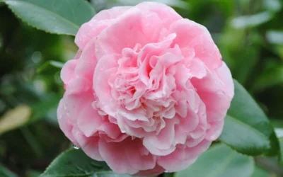 Debutante Pink Camellia Japonica - 1 Gallon Pot -Chaste Tree World Camellia Debutante Closeup Flower 3 1