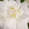 Diana Camellia Sasanqua - 1 Gallon Pot