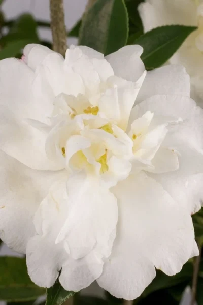 Diana Camellia Sasanqua - 1 Gallon Pot