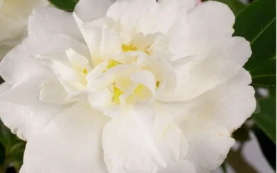 Diana Camellia Sasanqua - 1 Gallon Pot -Chaste Tree World Camellia Diana Flower Closeup