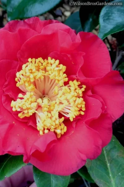 Dr. J.C. Raulston Camellia Japonica - 3 Gallon Pot