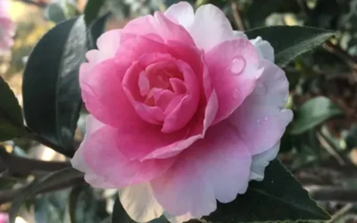 Dream Weaver Camellia Sasanqua - 3 Gallon Pot -Chaste Tree World Camellia Dreamweaver 1