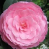 E.G. Waterhouse Camellia - Williamsii Hybrid - 1 Gallon Pot