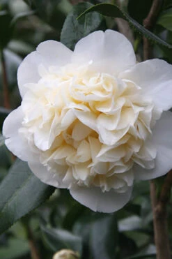 Fifth Avenue White Camellia Japonica - 3 Gallon Pot