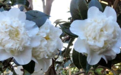 Fifth Avenue White Camellia Japonica - 3 Gallon Pot -Chaste Tree World Camellia Fifth Avenue 21 2