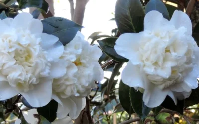 Fifth Avenue White Camellia Japonica - 3 Gallon Pot -Chaste Tree World Camellia Fifth Avenue 21 2