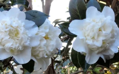 Fifth Avenue White Camellia Japonica - 3 Gallon Pot -Chaste Tree World Camellia Fifth Avenue 21