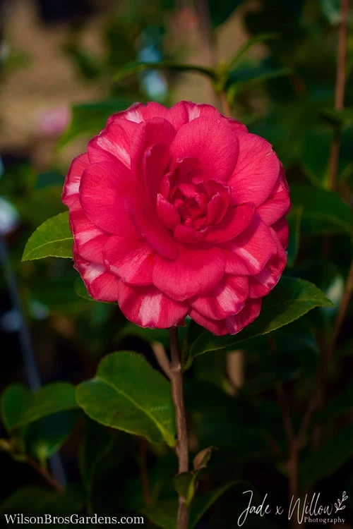 Glen 40 Camellia Japonica - 3 Gallon Pot 5 Glen 40 Camellia Japonica - 3 Gallon Pot - Image 5