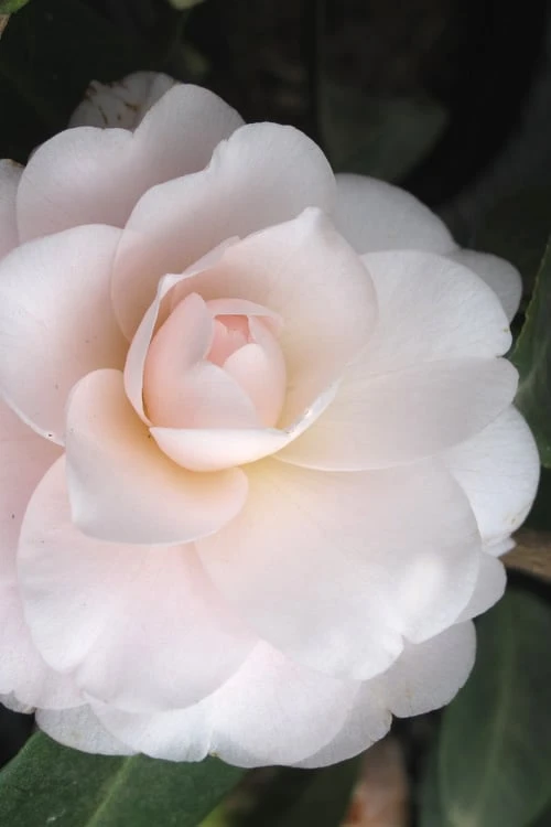 Goggy Camellia Japonica - 1 Gallon Pot 1 Goggy Camellia Japonica - 1 Gallon Pot