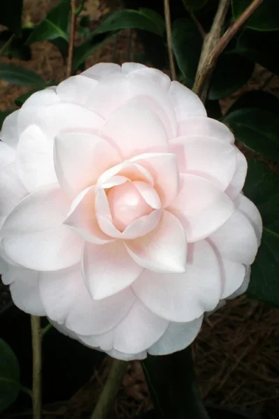 Goggy Camellia Japonica - 1 Gallon Pot 7 Goggy Camellia Japonica - 1 Gallon Pot -Chaste Tree World Camellia Goggy 3
