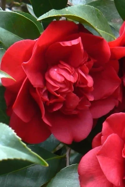 Governor Mouton Red Camellia Japonica - 3 Gallon Pot